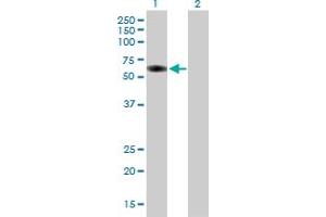 Western Blot analysis of GRB7 expression in transfected 293T cell line by GRB7 MaxPab polyclonal antibody. (GRB7 antibody  (AA 1-532))