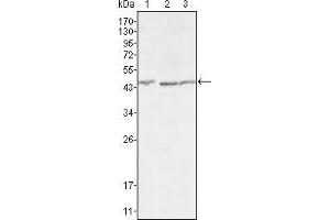 Western blot analysis using DKK3 mouse mAb against HEK293 (1), MCF-7 (2) and HL7702 (3) cell lysate.