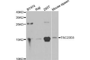 Western blot analysis of extracts of various cell lines, using TSC22D3 antibody (ABIN5974107) at 1/1000 dilution.