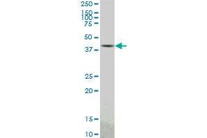 PBK monoclonal antibody (M04), clone 3F7. (PBK antibody  (AA 1-322))