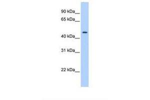 Image no. 1 for anti-Plasminogen Activator Inhibitor 1 (SERPINE1) (C-Term) antibody (ABIN6738365) (PAI1 antibody  (C-Term))