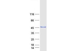 Validation with Western Blot (NRBF2 Protein (Myc-DYKDDDDK Tag))