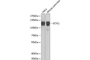 Western blot analysis of extracts of various cell lines, using SCYL1 Antibody  at 1:1000 dilution.