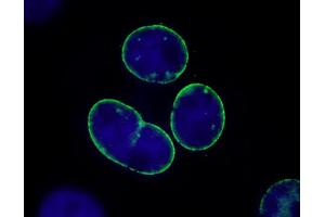 Immunofluorescence (IF) image for anti-Nucleoprotein TPR (TPR) (C-Term) antibody (ABIN7448922)