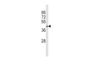 Western blot analysis of ACADL Antibody in mouse kidney tissue lysates (35ug/lane) (ACADL antibody  (AA 292-319))