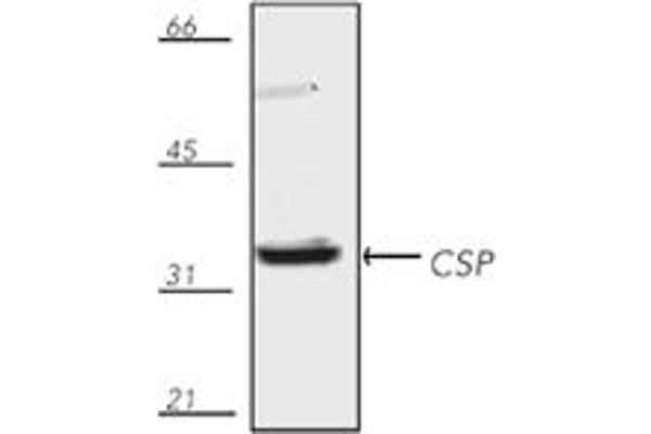 DNAJC5 抗体  (C-Term)
