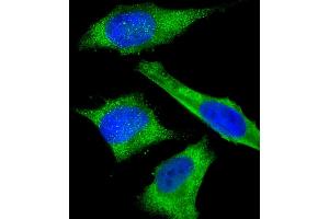 Immunofluorescent analysis of 4 % paraformaldehyde-fixed, 0. (GAPDH antibody  (AA 43-335))