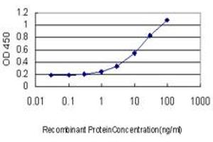 Detection limit for recombinant GST tagged RALB is approximately 0. (RALB antibody  (AA 89-183))