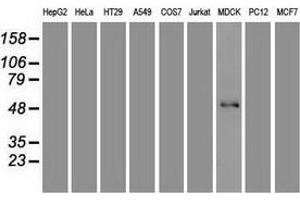 Western blot analysis of extracts (35 µg) from 9 different cell lines by using anti-FOXA1 monoclonal antibody. (FOXA1 antibody  (AA 1-473))