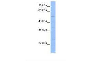 GCOM1 antibody  (AA 307-356)