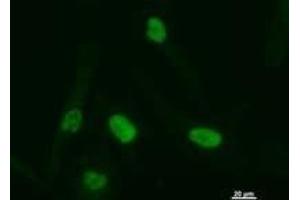 Immunostaining analysis in HeLa cells. (ATF3 antibody)