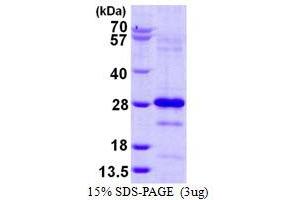 Image no. 1 for Pallidin Homolog (PLDN) (full length) protein (His tag) (ABIN1098241) (Pallidin Protein (full length) (His tag))