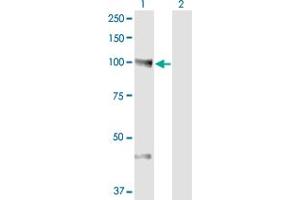 Western Blot analysis of NEDD9 expression in transfected 293T cell line by NEDD9 monoclonal antibody (M01A), clone 1B4. (NEDD9 antibody  (AA 101-200))
