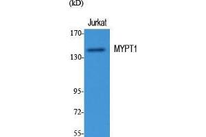 Western Blot (WB) analysis of specific cells using MYPT1 Polyclonal Antibody. (PPP1R12A antibody  (Thr103))