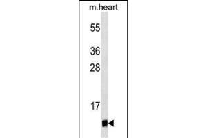 UBL5 Antibody (ABIN1539868 and ABIN2843841) western blot analysis in mouse heart tissue lysates (35 μg/lane). (UBL5 antibody)