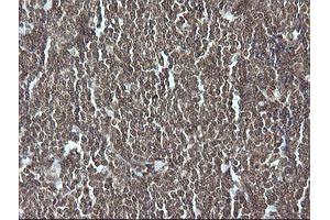 Image no. 2 for anti-Granzyme B (GZMB) (AA 21-247) antibody (ABIN1491198) (GZMB antibody  (AA 21-247))