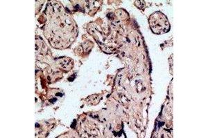 Immunohistochemical analysis of Endothelin B Receptor staining in human placenta formalin fixed paraffin embedded tissue section. (EDNRB antibody  (N-Term))