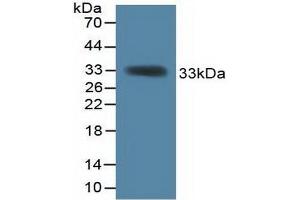 Western blot analysis of recombinant Mouse KHDRBS1. (KHDRBS1 antibody  (AA 156-381))