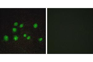 Peptide - +Immunofluorescence analysis of A549 cells, using ELOA2 antibody. (TCEB3B antibody)