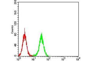 Flow cytometric analysis of K562 cells using TCF4 mouse mAb (green) and negative control (red). (TCF4 antibody  (AA 518-667))