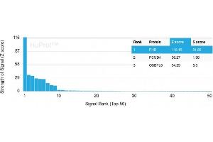 Analysis of Protein Array containing more than 19,000 full-length human proteins using Monospecific Mouse Monoclonal Antibody to Prohibitin (PHB/3230). (Prohibitin antibody  (AA 167-261))