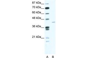 Western Blotting (WB) image for anti-Zinc Finger Protein 568 (ZNF568) antibody (ABIN2461069)