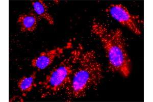 SOS1 antibody  (AA 313-420)