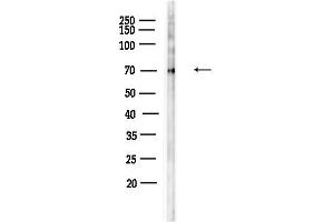anti-Sterol Regulatory Element Binding Transcription Factor 1 (SREBF1) (pSer439) antibody