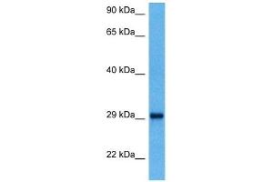 Host:  Mouse  Target Name:  YWHAQ  Sample Tissue:  Mouse Kidney  Antibody Dilution:  1ug/ml