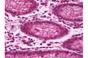 Anti-BBC3 / PUMA antibody IHC of human colon. (PUMA antibody  (AA 2-16))