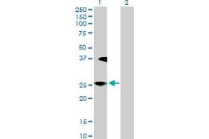 Western Blot analysis of LFNG expression in transfected 293T cell line by LFNG MaxPab polyclonal antibody. (LFNG antibody  (AA 1-250))