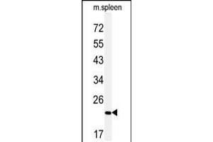 Western blot analysis of COPZ2 Antibody in mouse spleen tissue lysates (35ug/lane) (COPZ2 antibody  (C-Term))