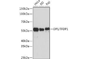 Western blot analysis of extracts of various cell lines, using DP1/TFDP1 Rabbit mAb (ABIN7270891) at 1:1000 dilution. (DP1 antibody)