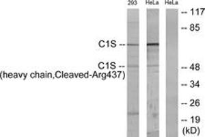 Western blot analysis of extracts from 293/HeLa cells, treated with etoposide 25uM 1h, using C1S (heavy chain,Cleaved-Arg437) Antibody.
