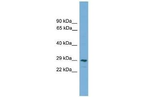 CLEC4M antibody used at 0.