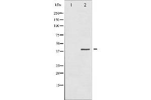 Western blot analysis of AurB expression in Nocodazole treated COS7 whole cell lysates,The lane on the left is treated with the antigen-specific peptide. (Aurora Kinase B antibody)