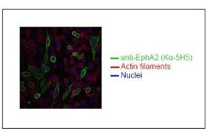 Spectral Confocal Microscopy of CHO cells using K? (EPH Receptor A2 antibody)