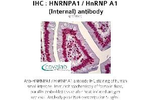 Image no. 1 for anti-Heterogeneous Nuclear Ribonucleoprotein A1 (HNRNPA1) (Internal Region) antibody (ABIN1735525) (HNRNPA1 antibody  (Internal Region))