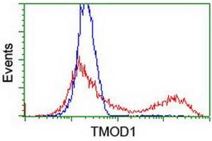 HEK293T cells transfected with either RC201134 overexpress plasmid (Red) or empty vector control plasmid (Blue) were immunostained by anti-TMOD1 antibody (ABIN2454774), and then analyzed by flow cytometry. (Tropomodulin 1 antibody)