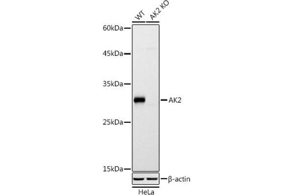 Adenylate Kinase 2 anticorps