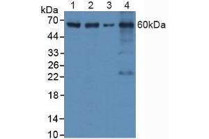 Western blot analysis of (1) Human HeLa cells, (2) Human HepG2 Cells, (3) Mouse RAW2647 Cells and (4) Mouse Spleen Tissue. (Caspase 8 antibody  (AA 385-479))