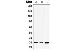 Western blot analysis of HOXD12 expression in A549 (A), HuvEc (B), NIH3T3 (C) whole cell lysates. (HOXD12 antibody  (C-Term))