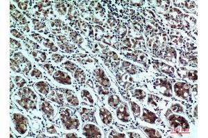 Immunohistochemistry (IHC) analysis of paraffin-embedded Human Stomach, antibody was diluted at 1:100. (PPP1R15B antibody  (Internal Region))