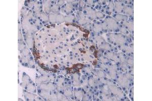 IHC-P analysis of pancreas tissue, with DAB staining. (UCP1 antibody  (AA 179-296))