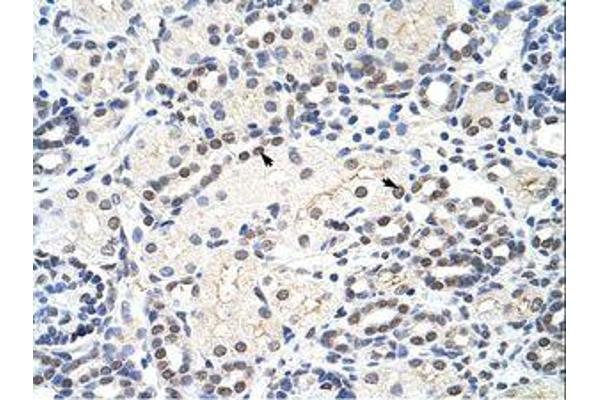 MRM1 antibody  (AA 25-74)