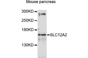 Western blot analysis of extracts of mouse pancreas, using SLC12A2 antibody (ABIN4905174) at 1:3000 dilution. (SLC12A2 antibody)