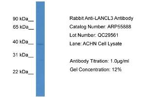 WB Suggested Anti-LANCL3  Antibody Titration: 0. (LANCL3 antibody  (C-Term))