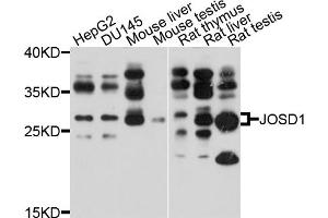 Western blot analysis of extracts of various cell lines, using JOSD1 antibody (ABIN4904114) at 1:1000 dilution. (JOSD1 antibody)