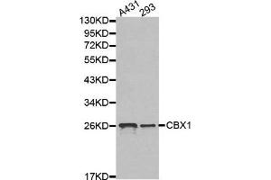 Western blot analysis of extracts of various cell lines, using CBX1 antibody. (CBX1 antibody  (AA 1-185))