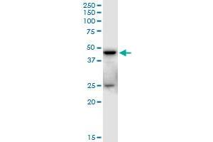 SHARPIN MaxPab polyclonal antibody. (SHARPIN antibody  (AA 1-326))